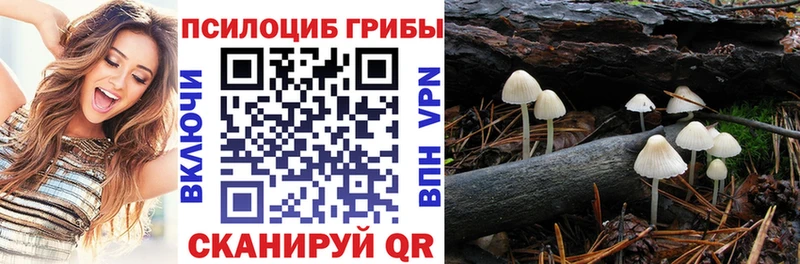 Галлюциногенные грибы Psilocybine cubensis  Купить где  Каменногорск 
